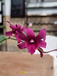 Dendrobium Junrejo Red Ant