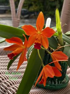 Cattleya Ginny Champion
