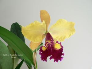 Cattleya Orcade