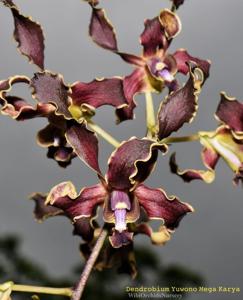 Dendrobium Yuwono Mega Karya