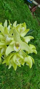 Dendrobium Gracillimum-kingianum