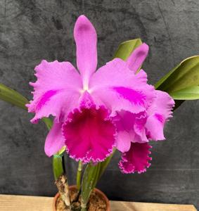 Cattleya John Mossman