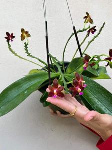 <i>Phalaenopsis</i> Kung's Corngirl