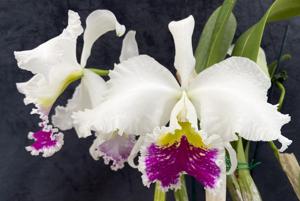 Cattleya Catherine Patterson