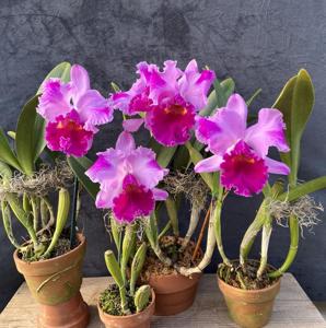 Cattleya Martha Stewart