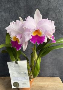 Cattleya Princess Diana