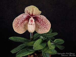 Paphiopedilum Karl Ploberger