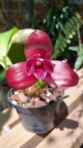 Lycaste Gladys Eljuri