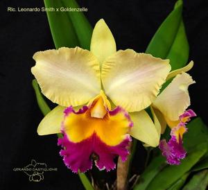 Rhyncholaeliocattleya Leonard Smith-Goldenzelle