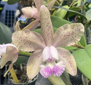 Cattleya Meng's Spotted Yen