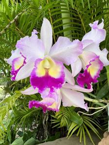 Laeliocatonia Myakka Rainbow Flare