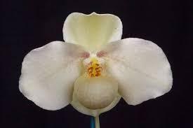 Paphiopedilum Wössner Wolke