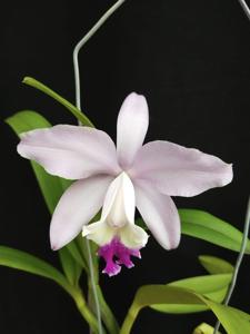 Cattleya Undine