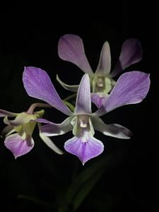 Dendrobium Minapac