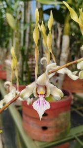 Dendrobium Artic-stratiotes