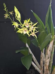 Dendrobium Wasyl