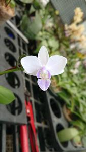 Phalaenopsis Micaels Marian