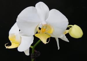 Phalaenopsis I-Hsin Moon Ice