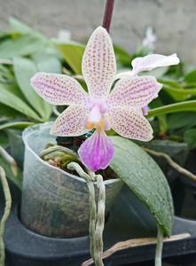 Phalaenopsis Micaels Tobias