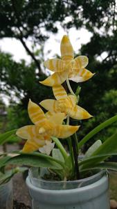 Phalaenopsis Micaels Pantheon
