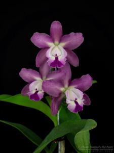 Cattleya Olenus (1904)