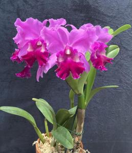 Cattleya Powhatan