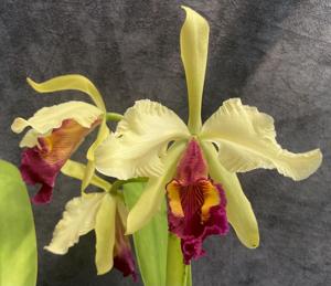 Cattleya Prince John