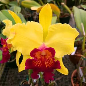 Rhyncholaeliocattleya Newberry Carnival