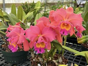 Rhyncholaeliocattleya Princess of Hawaii