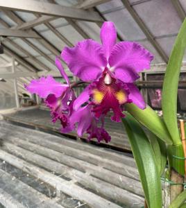 Cattleya Powhatan