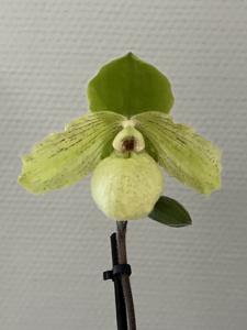 Paphiopedilum Envy Green