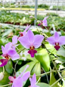 Phalaenopsis Dyah Redita