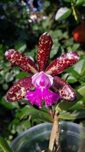 Cattleya Pantherina