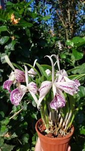 Brassocatanthe Empress Worsley-nodosa