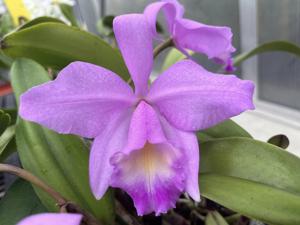 Cattleya Michelle Obama