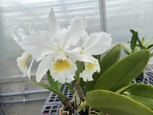 Cattleya Angel Bells