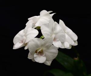 Dendrobium Burana Pearl-White