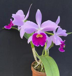 Cattleya Cornelia (1893)