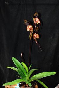 Paphiopedilum Maria