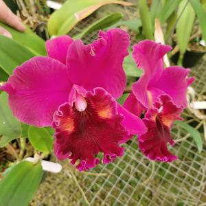 Rhyncholaeliocattleya James Island