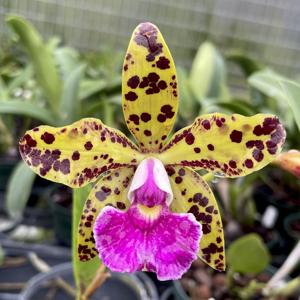 Cattleya Carolyn DeSanti