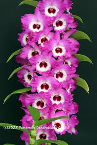 Dendrobium Magic Dragon