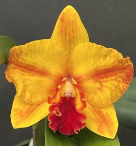 Cattleya Ayrton Senna