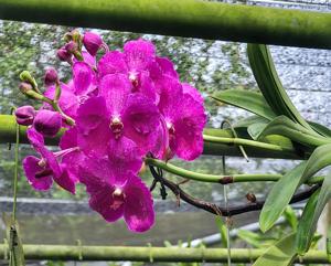 Vanda Prao Rainbow