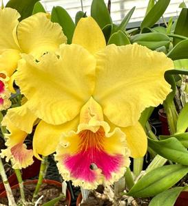 Rhyncholaeliocattleya Lyn Evans