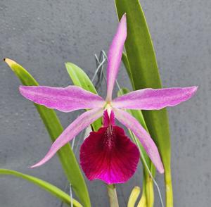 Brassocattleya Playa Chuao