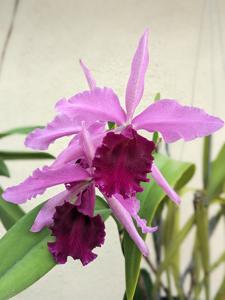 Cattleya Mattinata