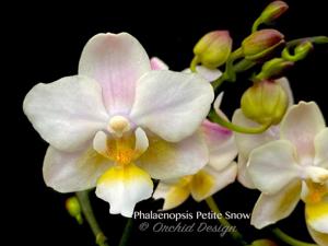 Phalaenopsis Petite Snow