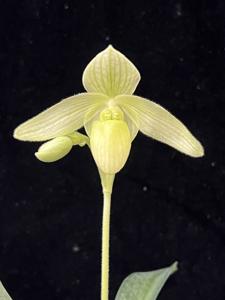 Paphiopedilum Claire Marie