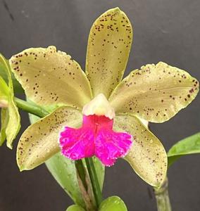 Rhyncholaeliocattleya Exotic Jade